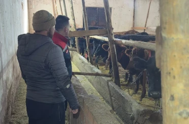 Aydıntepe’de hayvancılığa destek kapsamında düve teslimatları sürüyor 