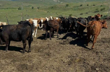 Aydıntepe’de ithal besilik sığırlarda karantina ve sağlık kontrolleri yapılıyor 