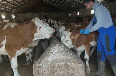 Aydıntepe’de şap aşılama çalışmaları Günbuldu ve Kavlatan’da yapıldı
