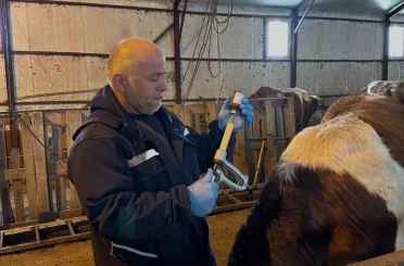 Aydıntepe’de şap aşılama ve küpeleme çalışmaları sürüyor 