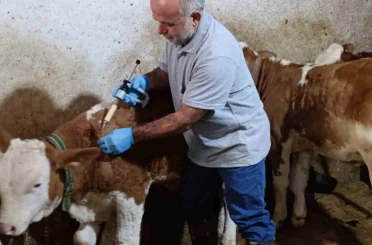 Aydıntepe’de sonbahar şap aşılama kampanyasında sona gelindi 