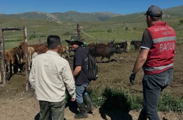 Aydıntepe’de üreticiye 15 ithal angus düve teslim edildi 