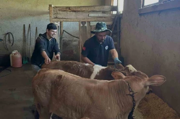 Aydıntepe’nin 8 köyünde buzağı küpeleme ve aşılama çalışmaları tamamlandı 