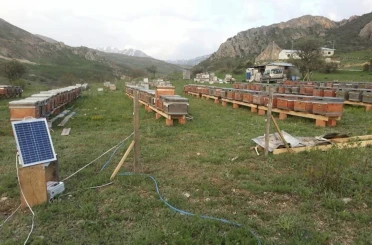 Ayıya elektrikli tuzak bile engel olamadı: Tellerin altını kazıp kovanlara ulaştı 