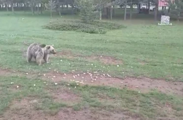 Ayıyı ekmekle doyurdular 