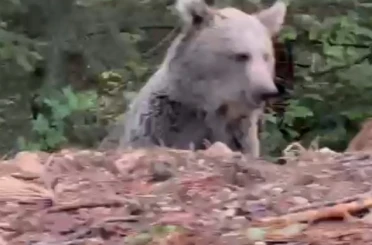 Ayıyla sohbeti gülümsetti: "Selamın aleyküm kanka, cips vereyim mi" 