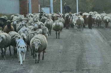 Aylık 50 bin liraya çoban bulamıyorlar 