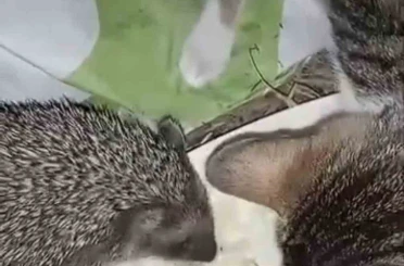 Aynı kaptan yiyen kedi ve kirpinin dostluğu kamerada 