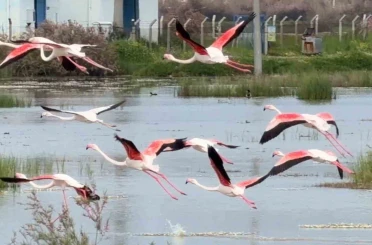Ayvalık’ın pembe kanatlı misafirleri 