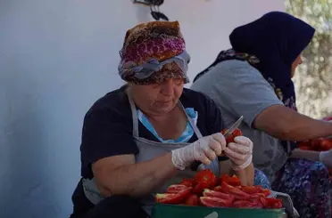 Ayvalık’ta güneş ile lezzet buluşuyor

