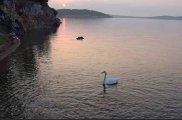 Ayvalık’ta sevimli kuğu Paşa Limanı’nın simgesi oldu 