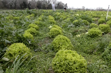 Bafra Ovası’nda 570 dekar alanda marul üretimi 