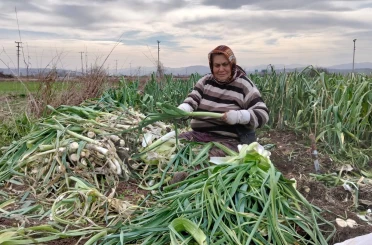 Bafra Ovası’nda pırasa hasadı: Bu yıl rekolte yüksek 