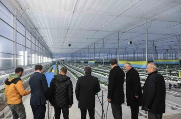 Bafra Sera OTB’de topraksız çilek üretimi 