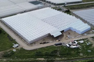 Bafra’da 63 bin metrekarelik alanda topraksız tarım yatırımları üretime başladı
