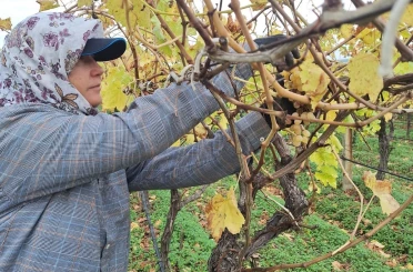 Bağda kalan üzümler ev ekonomisine can suyu oluyor 