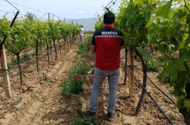 Bağlarda hasat öncesi pestisit denetimi başladı