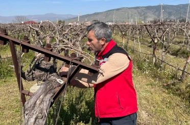 Bağlarda hastalık ve zararlı kontrolü yapılıyor 