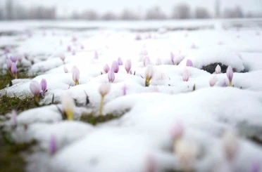 Baharın habercisi çiğdemler kar altında kaldı 