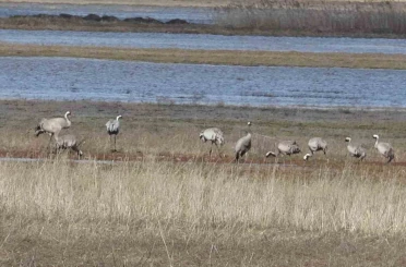 Baharın ilk habercilerinden turnalar kendini gösterdi 