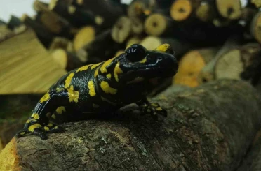 Baharla birlikte Benekli Semenderler çıkmaya başladı; Zarar vermenin bedeli, 557.212 TL 