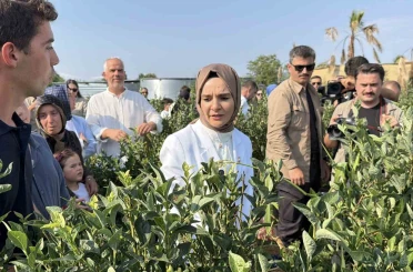 Bakan Göktaş Düzce’de yaban mersini topladı 