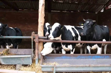 Bakanlık pilot il olarak Amasya’dan başlattı: Süt ineklerinden etçi buzağı elde edilecek 