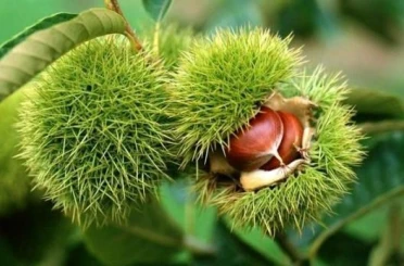 Bakanlık yüzde 75 destek veriyor 