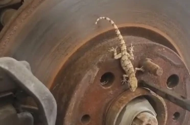 Balata değişimi sırasında tekerlekten çıkan kertenkele şaşırttı 