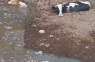 Balçığa saplanan 3 inek zorlu çalışmayla kurtarıldı 