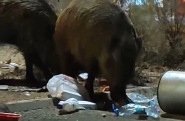 Balçova’da çöplere dadanan domuzlar iri cüsseleriyle şaşırttı