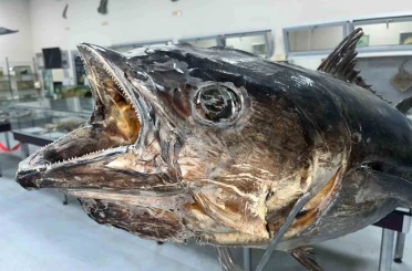 Balık sevdası ‘Deniz Canlıları Koleksiyon Merkezi’nde hayat buldu 