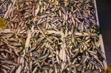 Balıkçı palamuttan umudunu kesti, hamsi ve istavrit ile teselli buluyor 