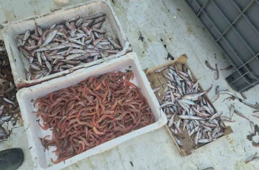 Balıkçılar karides, tekir ve istavritle limana döndü 