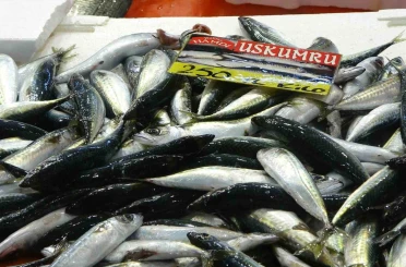 Balıkçılardan müjde: Fiyatlar düştü, ekimde bolluk bekleniyor 