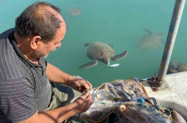 Balıkçıların dostu: Göç etmeyen caretta carettalar limanı mesken tuttu 