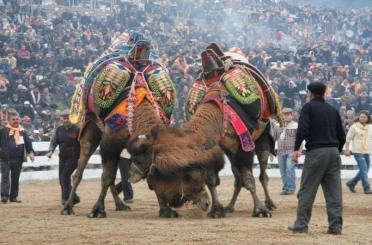 Balıkesir’de deve güreşlerinin önü açıldı 