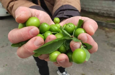 Balıkesir’de ilk erik hasadı yapıldı 
