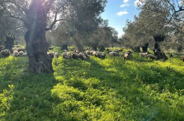 Balıkesir’de zeytinliklerde koyun otlatan çobana ceza 