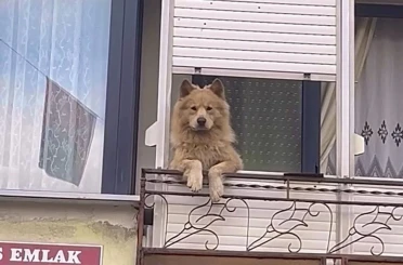 Balkondaki sevimli köpek herkesi gülümsetiyor 