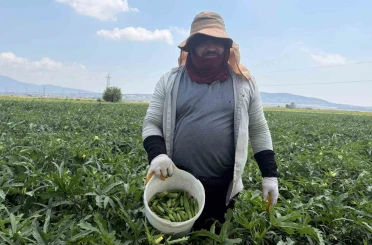 Bamyanın başkenti Osmaniye’de hasat başladı 