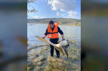 Barajda mahsur kalan pelikan böyle kurtarıldı 