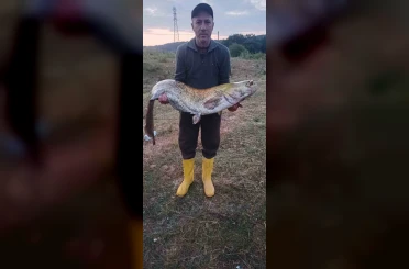Barajın devi oltaya takıldı: 35 kiloluk yayın balığı yakaladı 