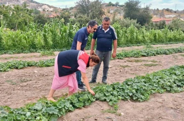 Barbunya ve kornişon salatalık da hastalık ve zararlı denetimi 