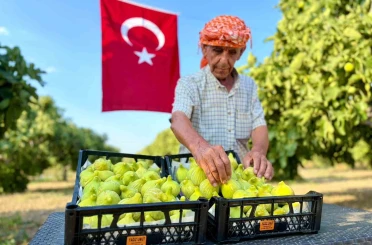 Bardacık incirinde hasat heyecanı başladı 