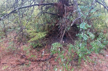 Bartın’da 1 saatte 4 ağaca yıldırım düştü 