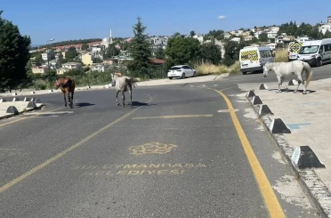 Başıboş atlar mahalle sakinlerini tedirgin ediyor 