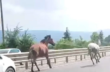 Başıboş atlar trafikte araçlarla yarıştı 