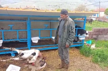 Başıboş köpekler buzağıyı parçaladı