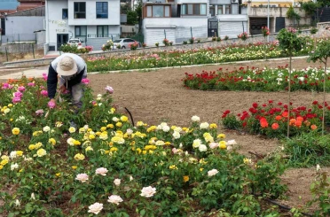 Başiskele’de 15 bin gülün açtığı bahçede görsel şölen 